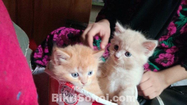 100% mix breed ginger kitten